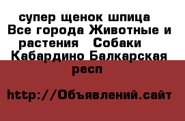 супер щенок шпица - Все города Животные и растения » Собаки   . Кабардино-Балкарская респ.